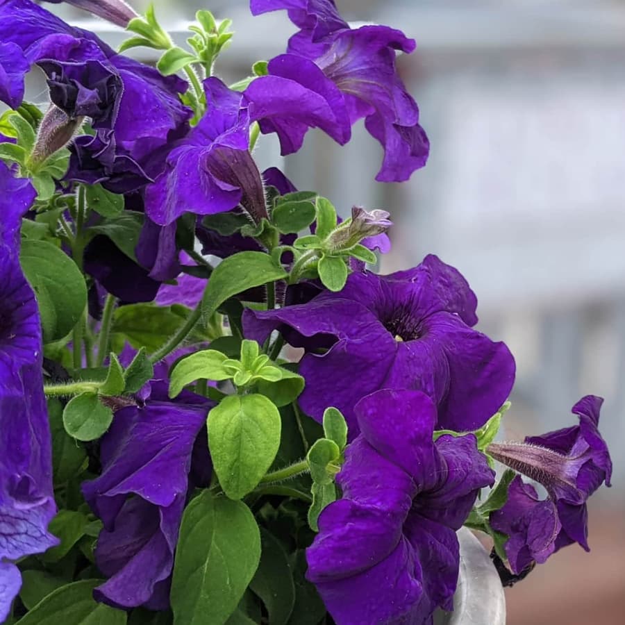 Purple flowers in foreground